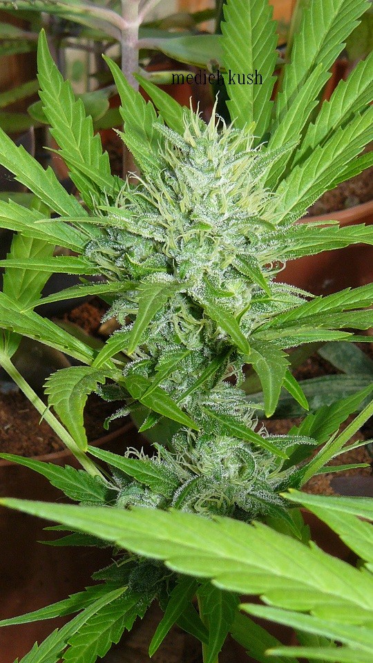 medical kush outdoor 007