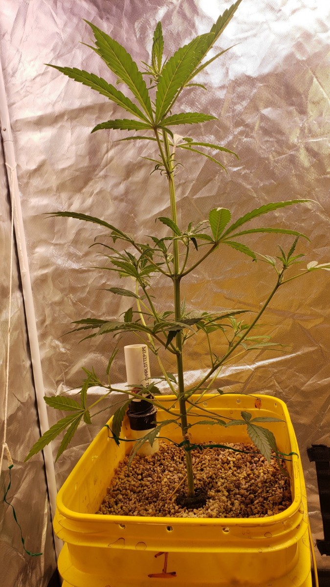 16256094048926450239162552845057