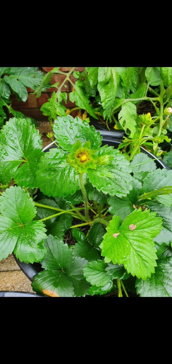 Screenshot_20210704-210418_Gallery