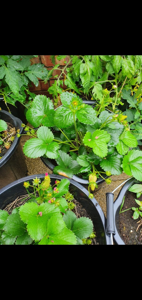 Screenshot_20210704-210408_Gallery