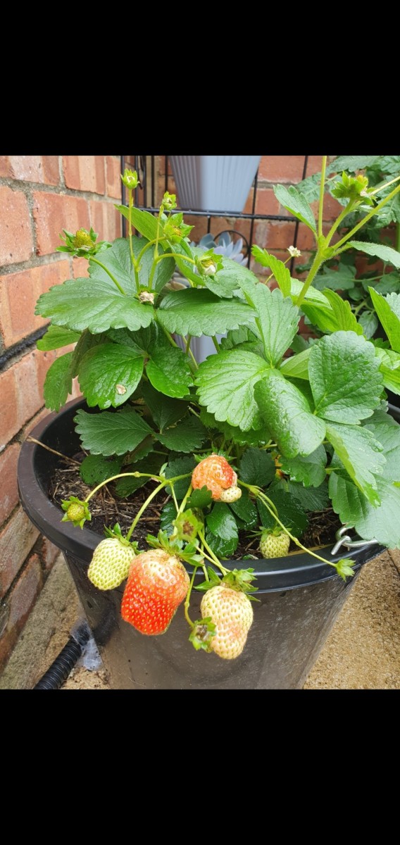 Screenshot_20210704-210359_Gallery