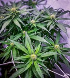 05E557E7-8630-4904-B605-7CA502AC4036