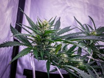 CC916AF6-96C4-4824-AA3F-52883E06F9B8