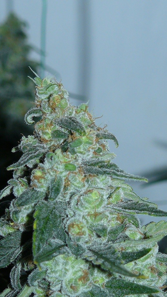 vks td zkittles og 002