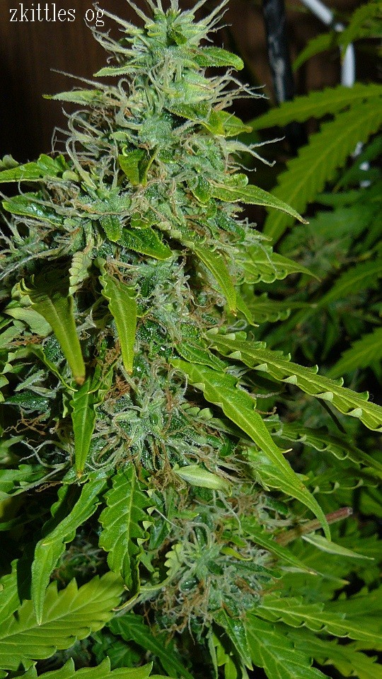 vks td zkittles og 053