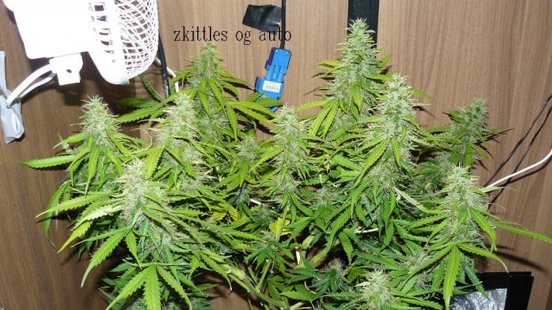 vks td zkittles og 058