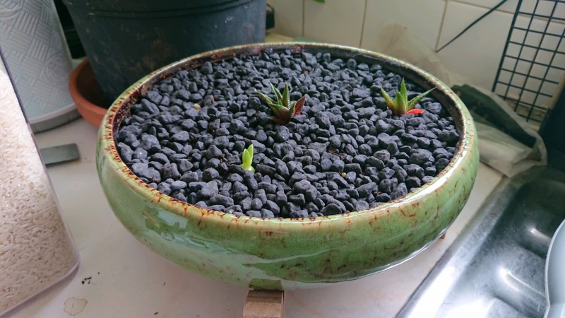 obscura1625739253743