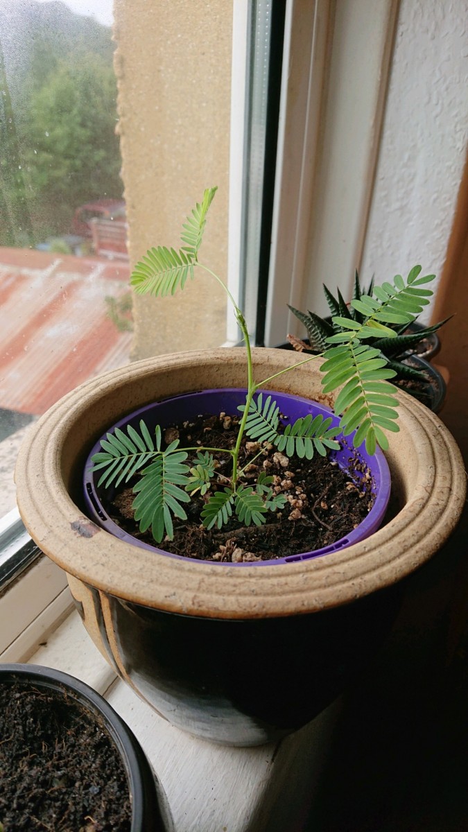 obscura1625742895248