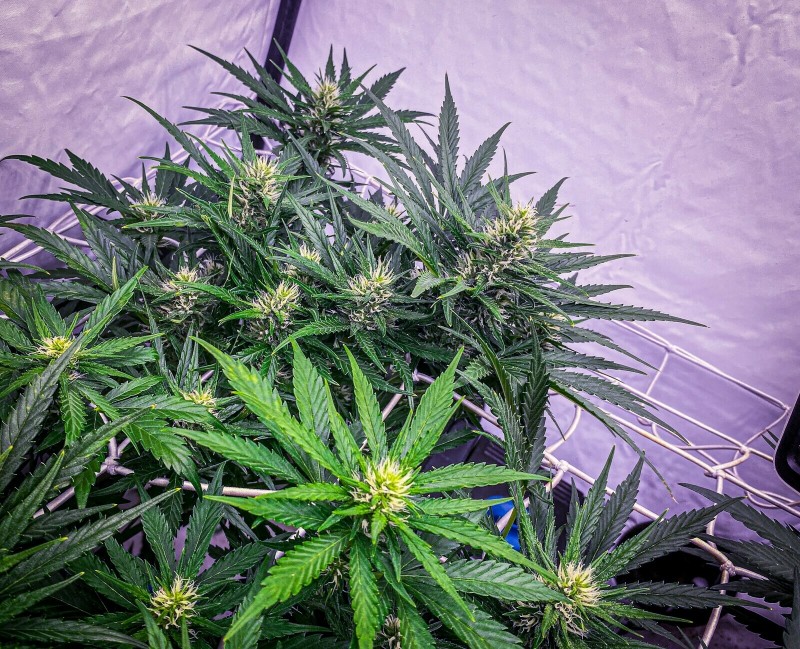 9CE8B25A-AB2C-49D4-89F9-531ACB50E511