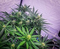 9CE8B25A-AB2C-49D4-89F9-531ACB50E511