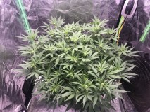 F8AD6AA0-EDFC-47BE-97E3-D74E800BC606