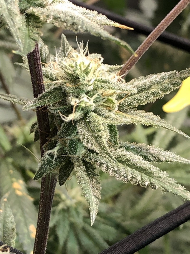 581CEF7B-D09D-4C8E-88A3-904EA1B91D15