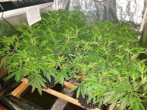 Bulls GOTM July 2018