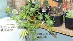 botm drobes sunroom 071