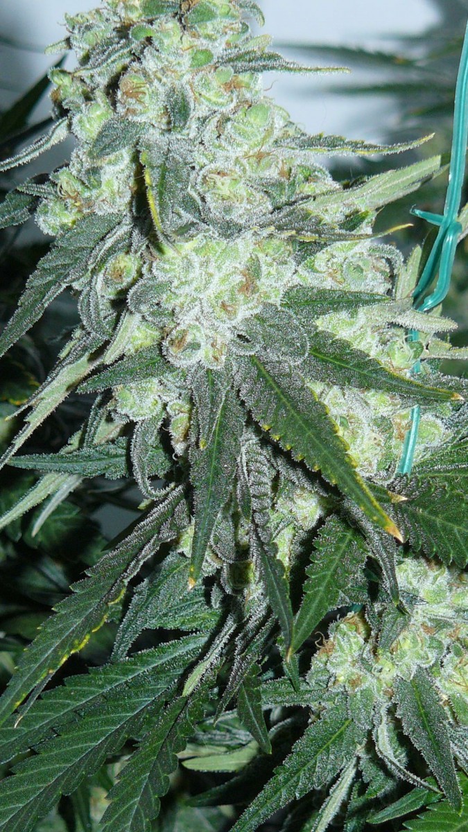 botm drobes sunroom 020