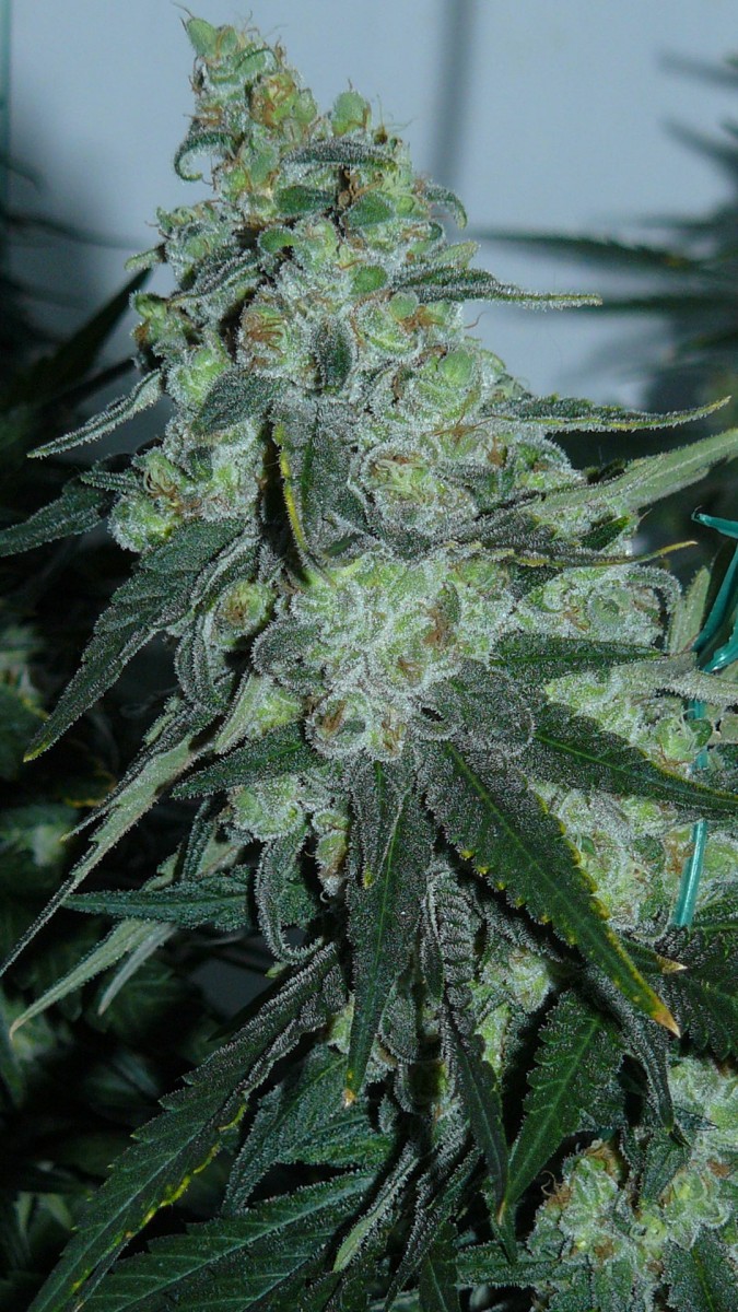 botm drobes sunroom 021