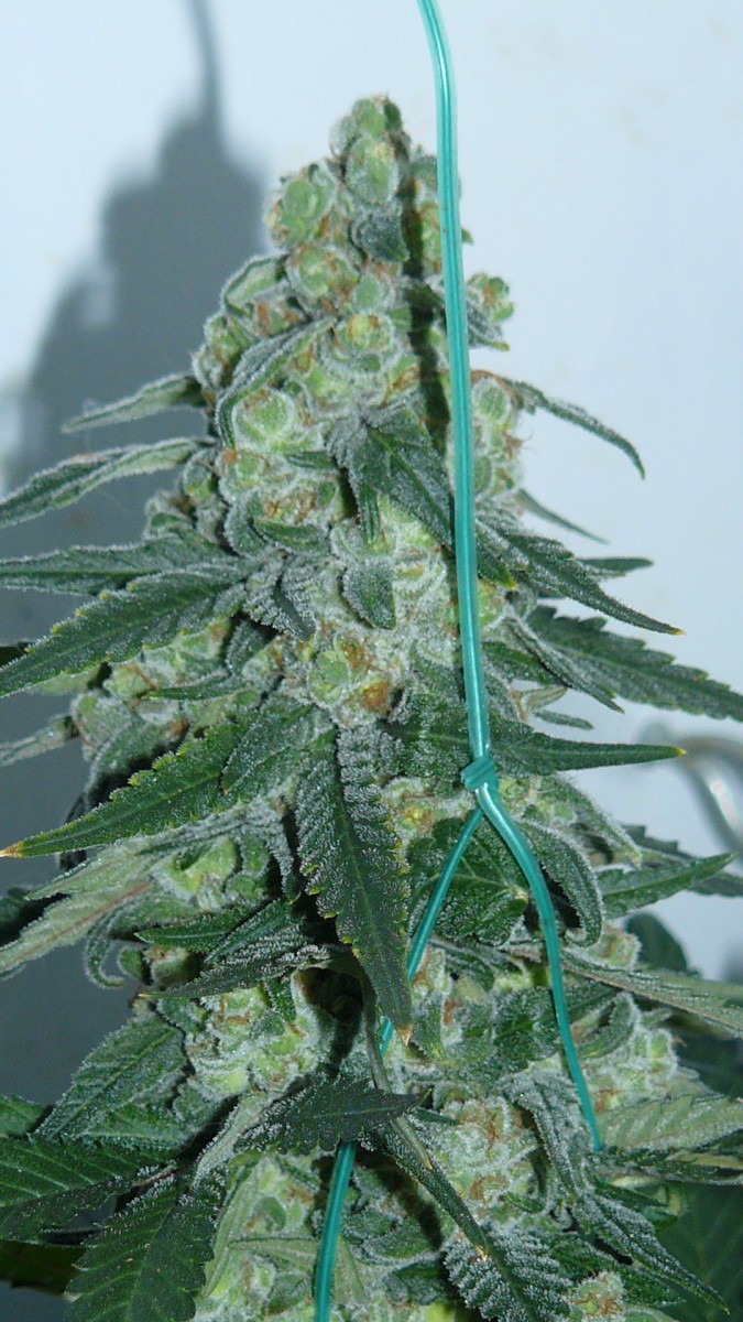 botm drobes sunroom 027