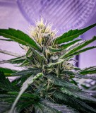 99BF1A5A-249C-46FA-A4B6-D5E3C4210D47