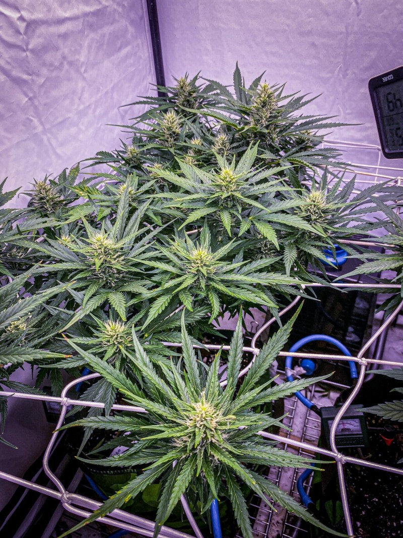 BF99DA77-BAC8-4389-9628-7C481DF4097A