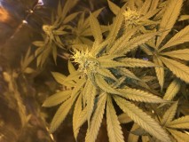 429EACED-75A4-4556-8FF1-0802341063CA