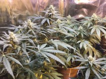 5CD99D49-B6EA-4979-83D6-33C18FF6D341