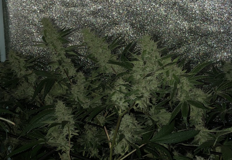 91BCA78C-C439-4C5F-98AA-68C98858D1AE