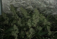 91BCA78C-C439-4C5F-98AA-68C98858D1AE