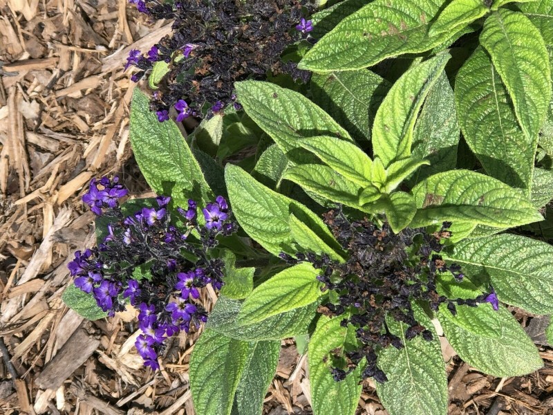 C4FD858A-C65B-4044-9BD8-3FD8B10F0FB0