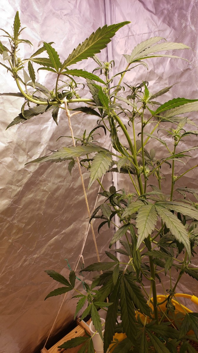 16262165400325665206674595651887