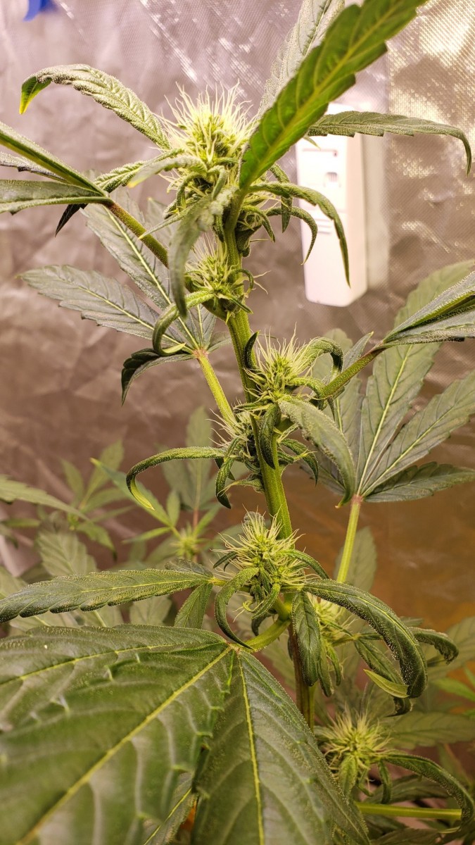 16262166733473351355965780402531