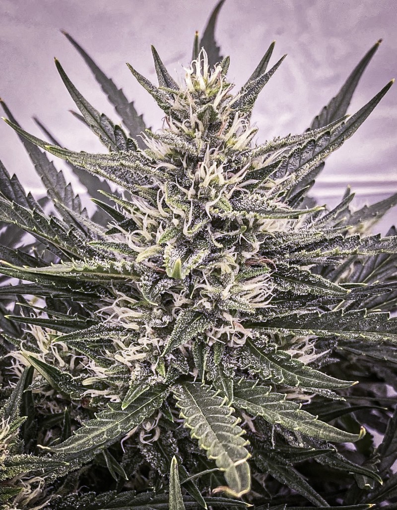 D3DB3F28-72FD-42EC-AB66-91A8F0F34DB9