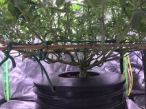 24FF5B2D-16D7-441A-9D5B-3C41A2899B2C