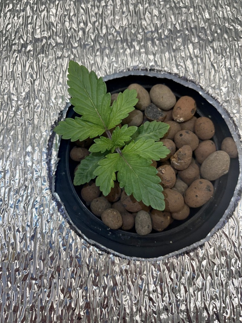 339EF47C-2675-42D2-8085-AE1245AC3DD3