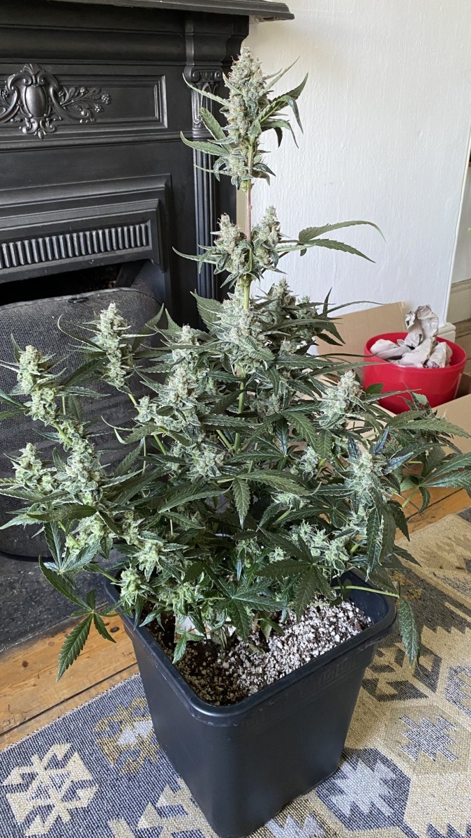 blueberry auto