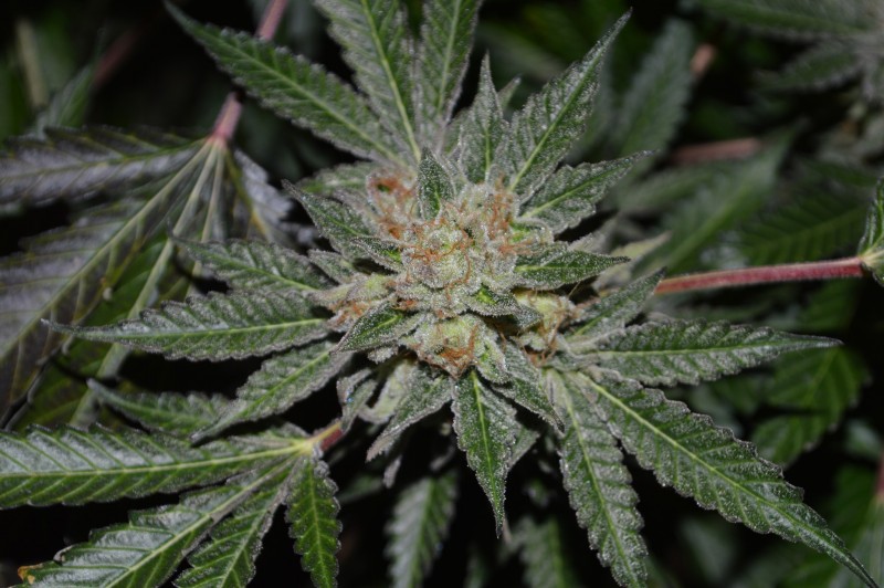 ChocMintOG#1 50 days flower (12)