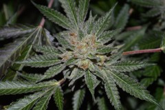 ChocMintOG#1 50 days flower (12)