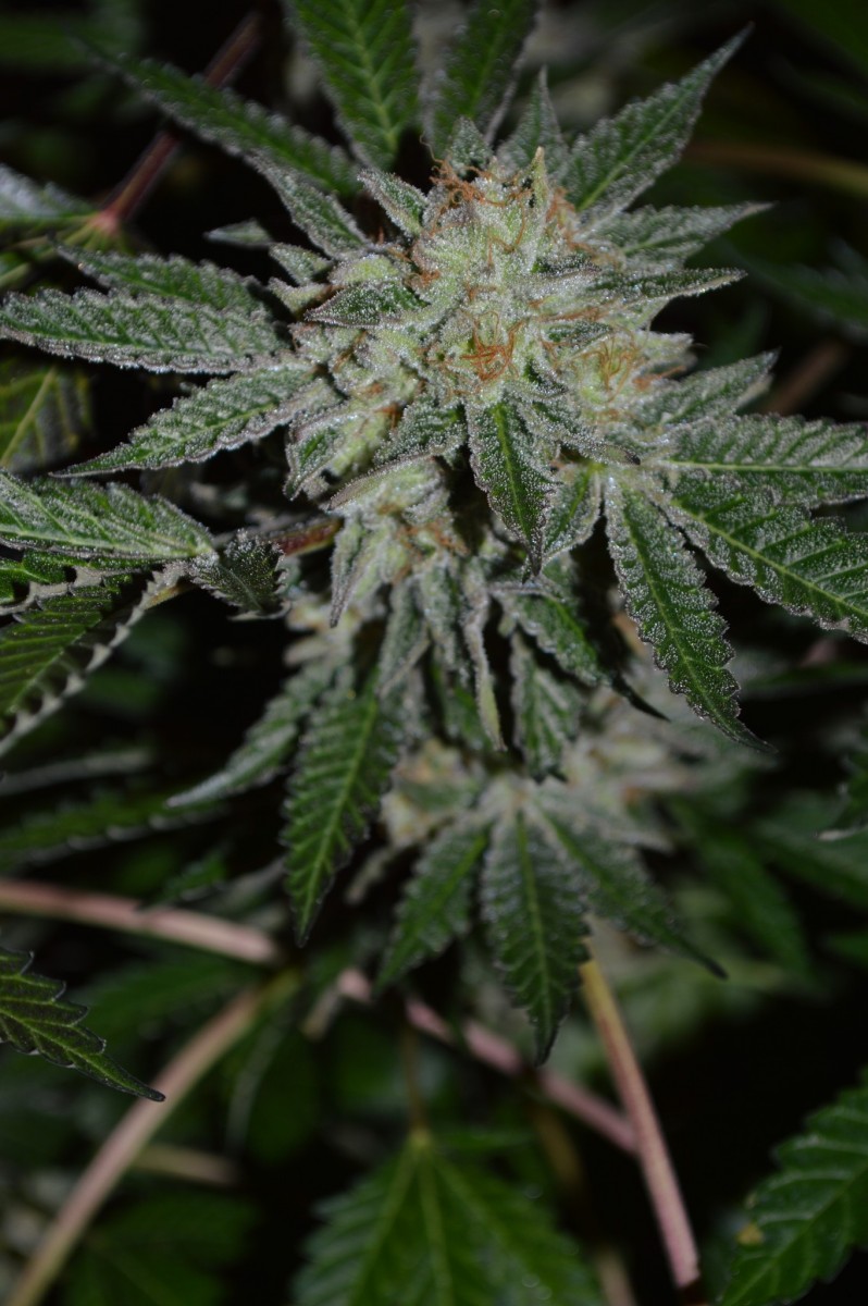 ChocMintOG#1 50 days flower (13)