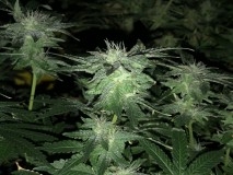 43BD5F59-50B6-4403-A201-E7CCE8370C91