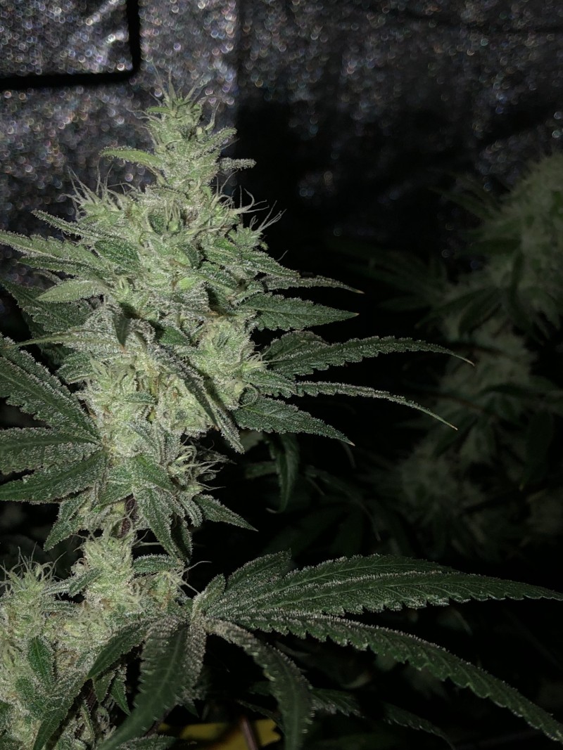 ACE9ACE2-97B6-4157-BFDD-465B72E9E596