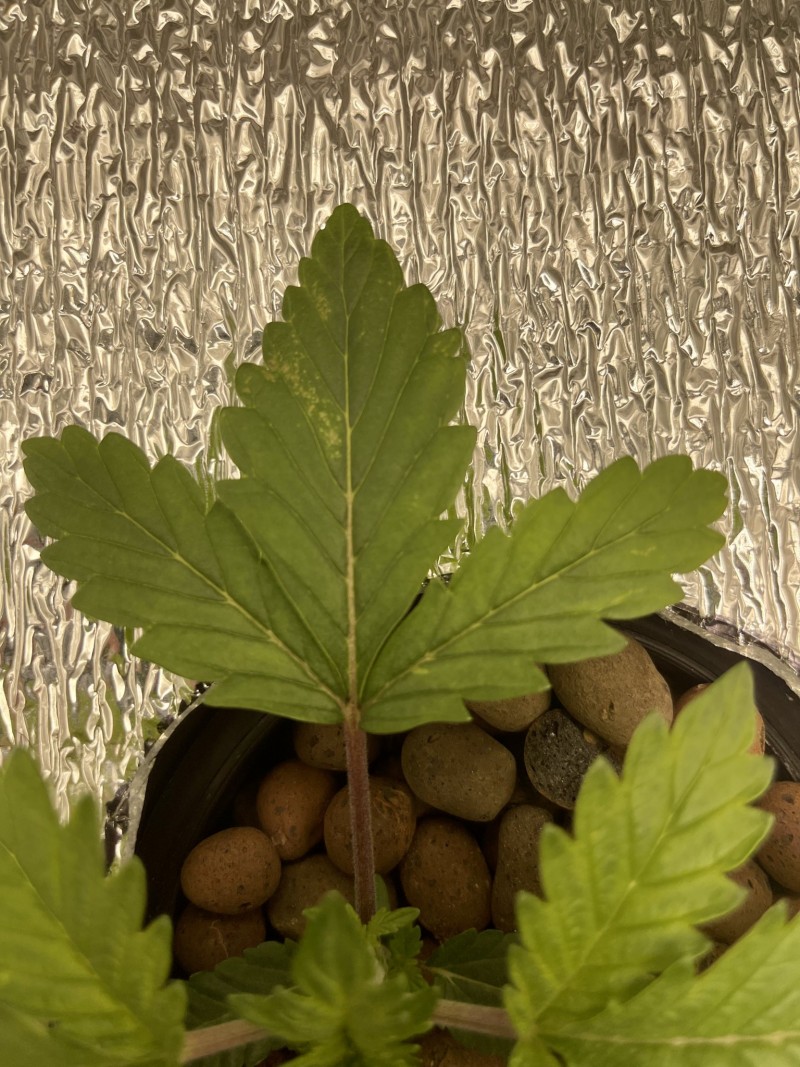 36981A10-9FEE-49E5-925F-FD63D1ECE55B