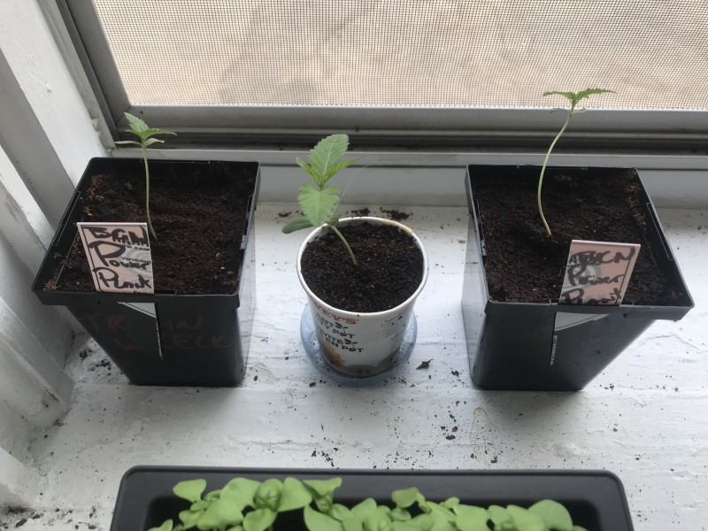 BCDF91CC-B9D2-4B8D-BD06-B03EB4B80A41