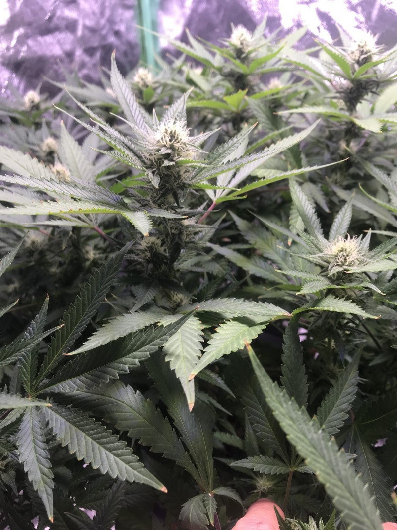 7D8BB637-72D6-4DE7-9FF4-54AA13A68BB4