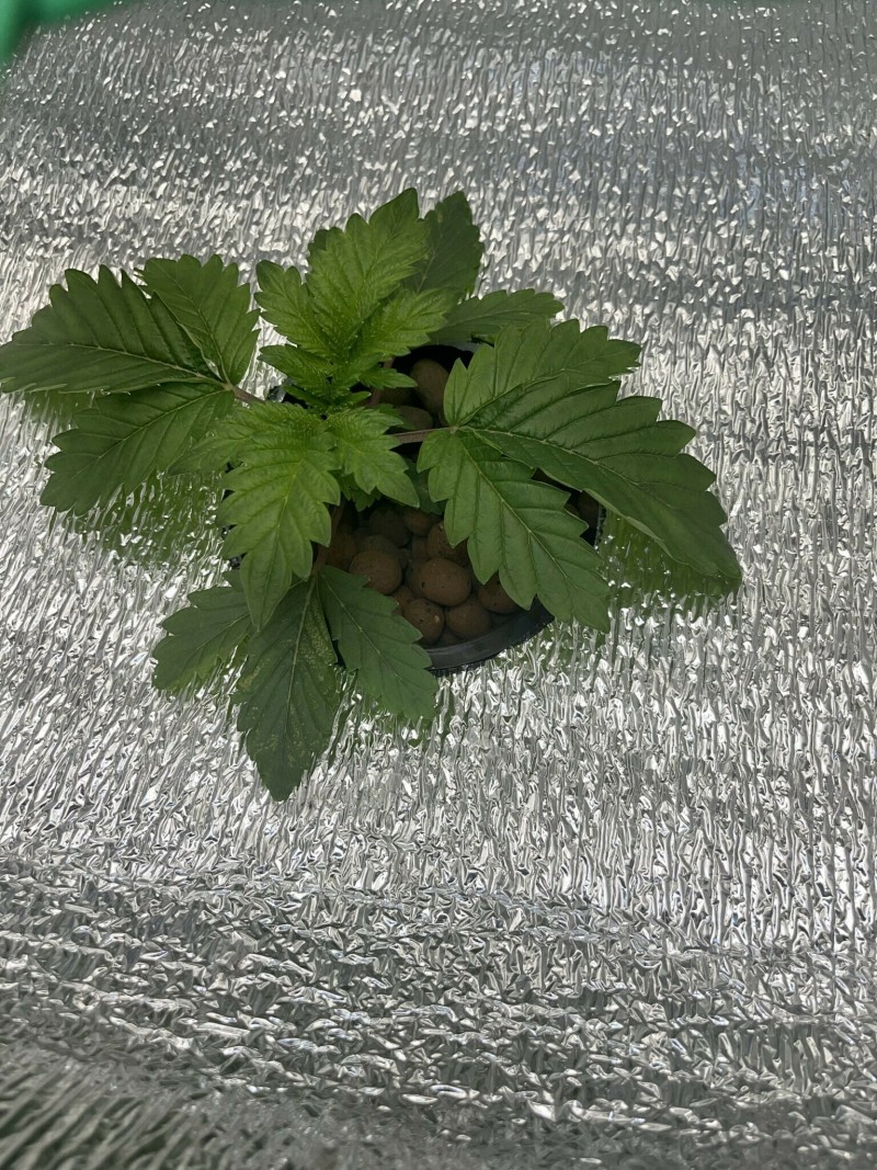 51595597-70A8-4013-A6E7-AA9B25E102EF