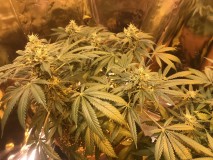 3523C90F-CC24-4597-BC1A-A6BB14DF08D9