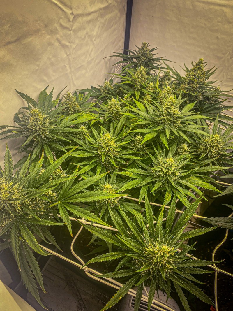 F63491B4-FA7A-4ACF-A8FB-812C65155846