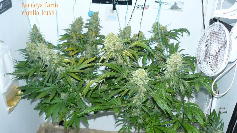 drobes sunroom 20 07 21 038