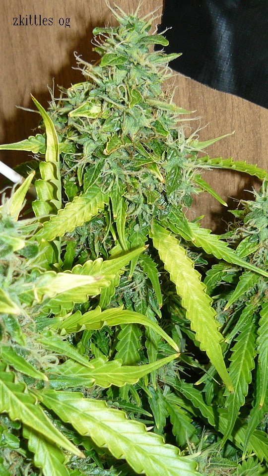 drobes sunroom 20 07 21 044