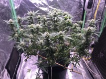 1A18B920-3E56-4CD3-8F80-852DA084705B