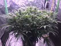 11885D36-80A0-46DF-8C81-994258F9EEB0