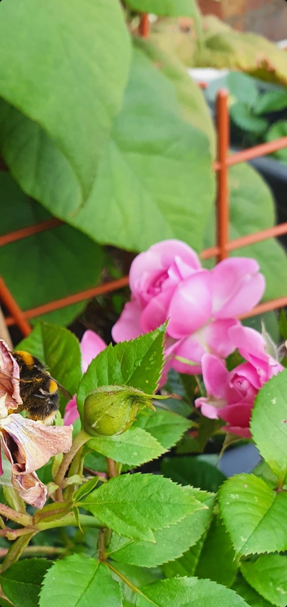 Screenshot_20210721-204555_Gallery